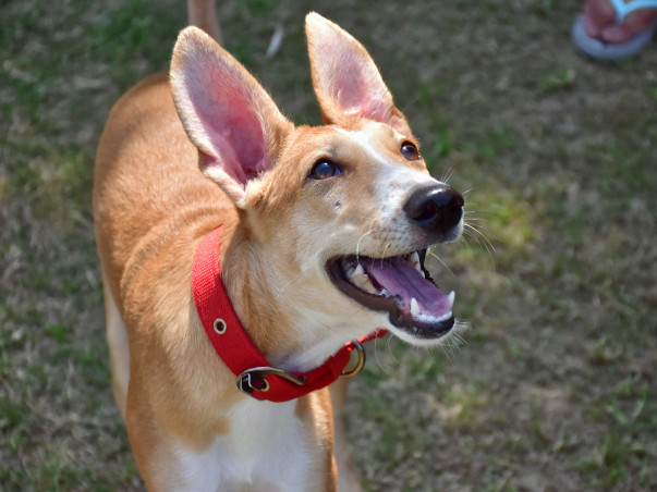 Help Ripley Find Her Forever Home