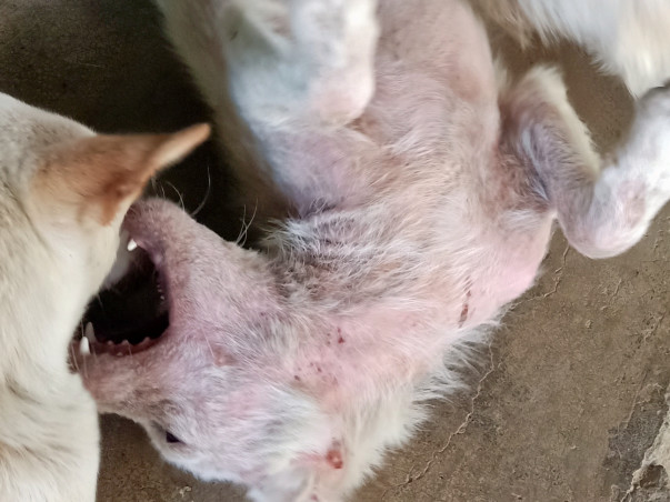 Help stray dogs get a home