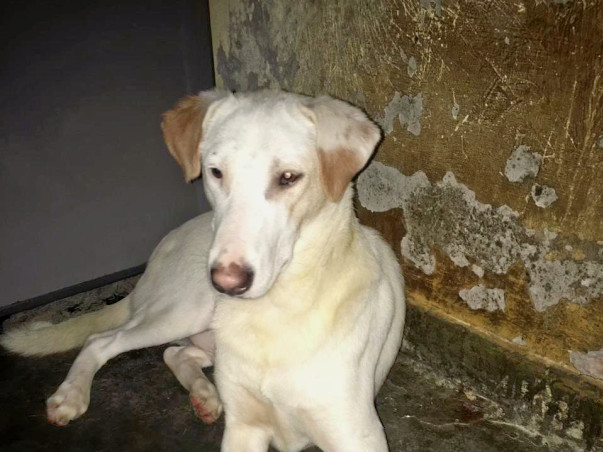 Shelter and Care for Lola