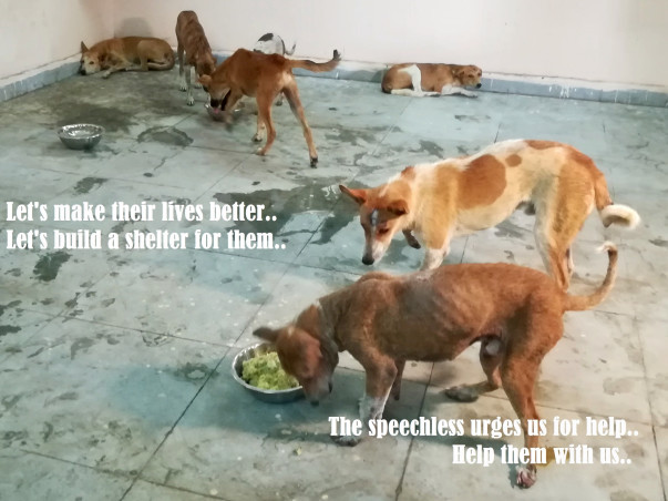 Donate to build animal shelter and hospital
