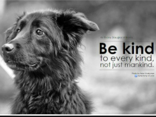Help Street Dogs & Cats