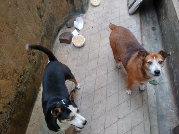 Help Strays Get Nurtured