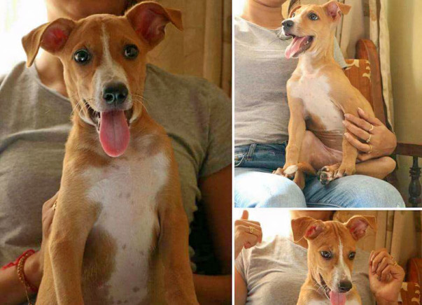 Help Chanda To Get To His Forever Home.