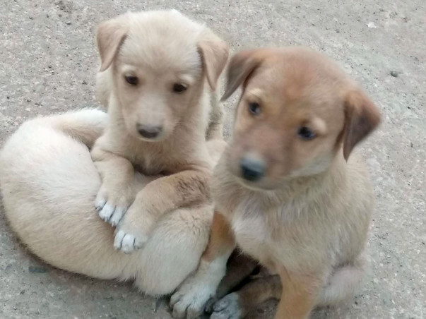 Help These Little Ones Get a Home