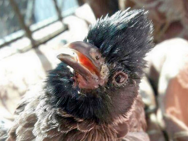 Help These Innocent Creatures In Pain