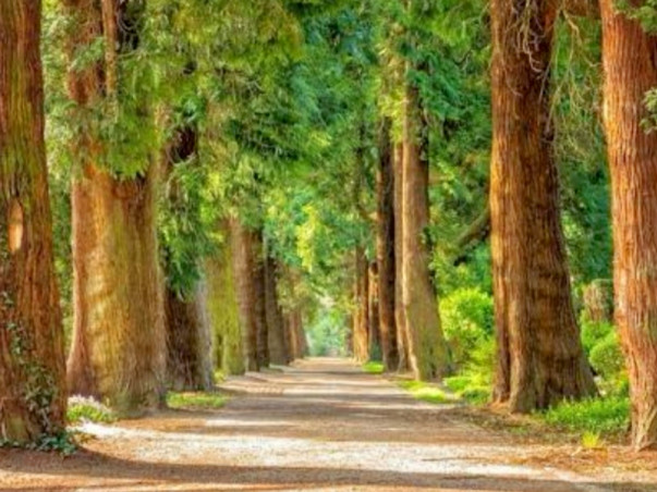 Save Nature, Plant Trees