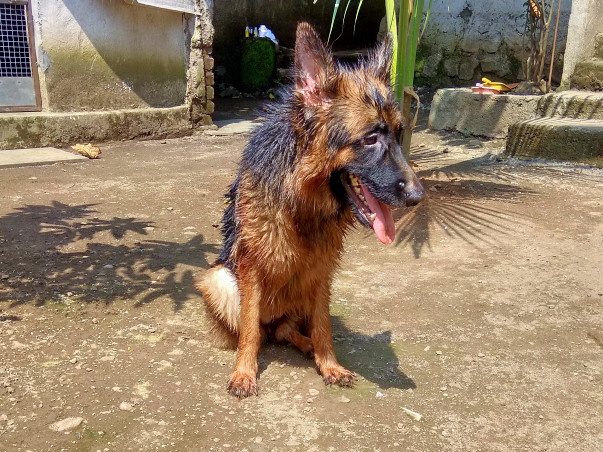 Help Ushi (GSD) Recover From Operation
