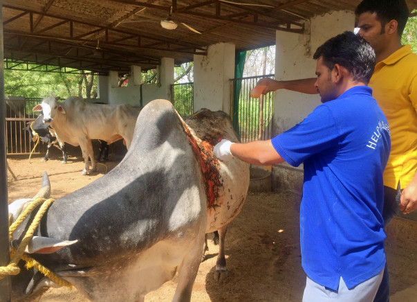 Support Me In Building New Cowsheds For The Rescued Cow,Bull,calf..etc