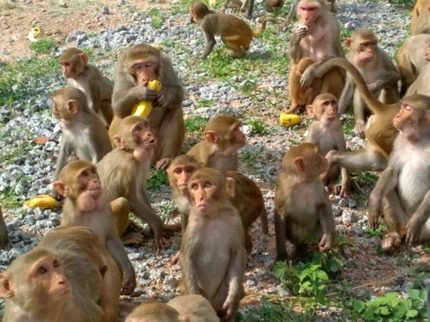 Save Monkeys from Becoming an Endangered Species
