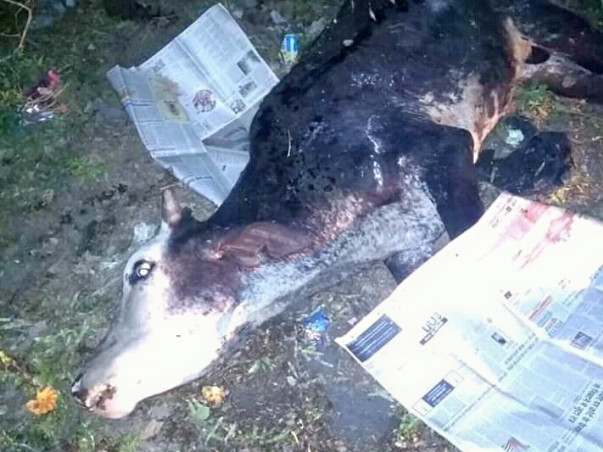 Help Animals Needs Water