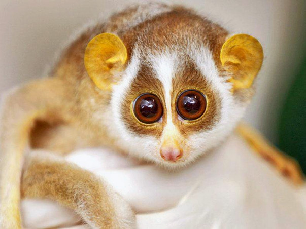 Help Conserve The Endangered Loris