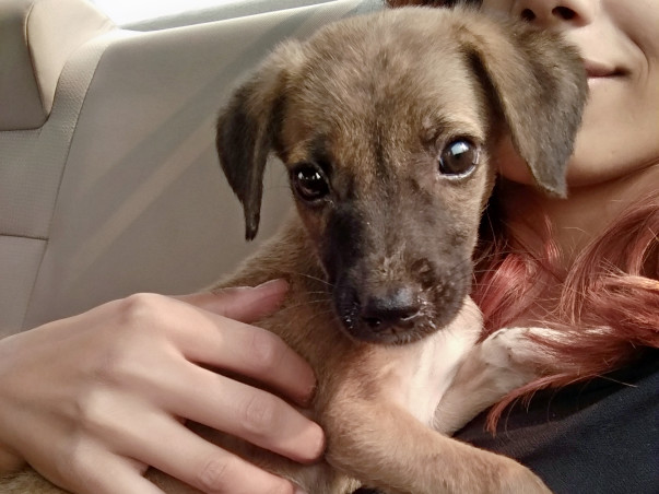 Help Joy stay safe in Foster
