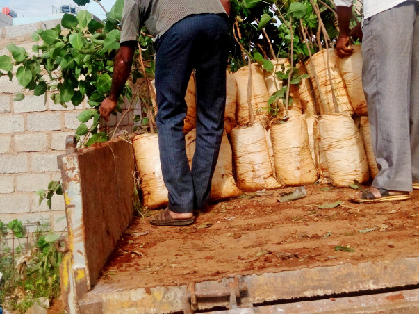 Help us plant 10 lakh trees around Bangalore