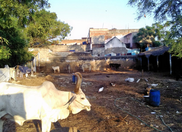 Help Build A Shelter For Temple Cows Rescued From Slaughter