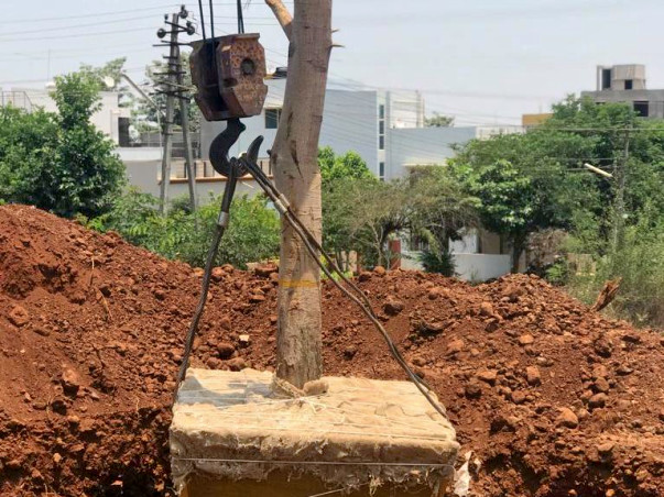 Fund Tree Transplant before its Chopped Down for Concrete