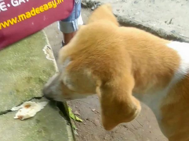 Help Street Dogs Survive Starvation!