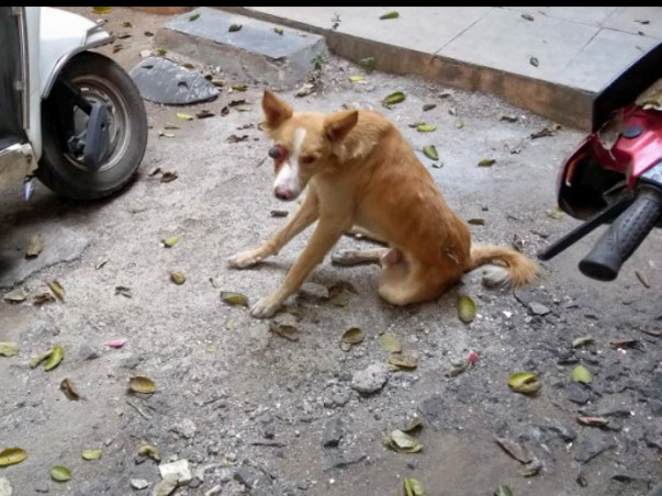 Money for strays