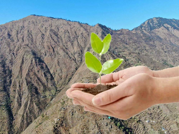 Plant trees with our cooperative in the Himalayas