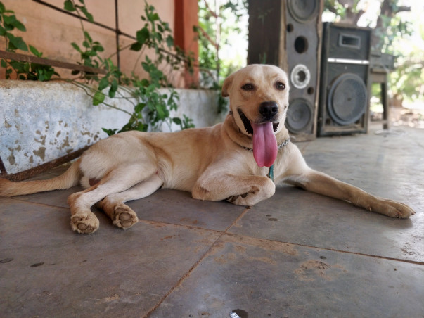 Clearing Leo's Dues to get him adopted