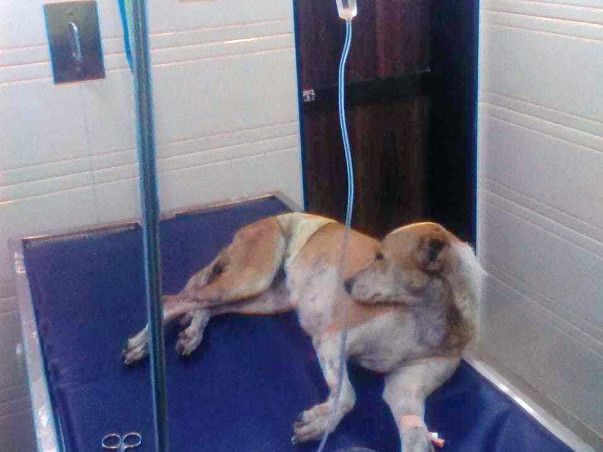 Help Jassi Indie Dog