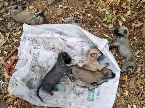 Please Paws a Minute for these abandoned 10 days old pups ๐