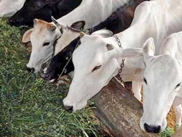 TO PROVIDE SHELTER AND CARE FOR STREET COWS
