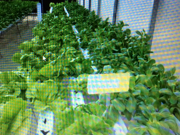 Help Start Urban Farming or Any Where Farming