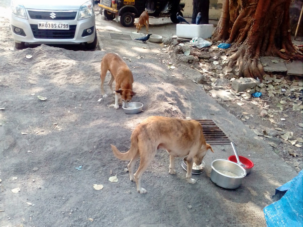 Help Us Continue Feeding The Strays Of Vikhroli (Our Extended Family)