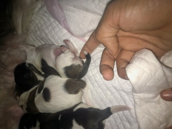 Gift A New Life To Puppies