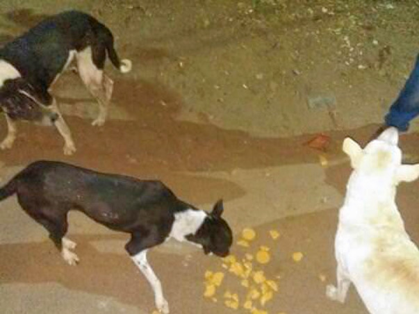 HelpMe Feed&Build Shelter for53 Speechless Straydogs NeedSupport#HELP