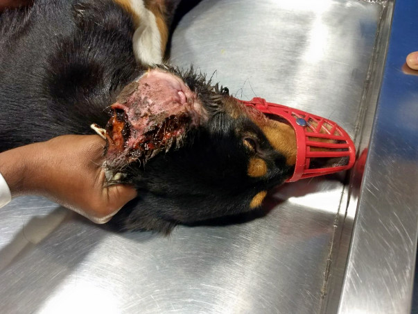 Help stray Pearl fight severe ear disease and amputation.
