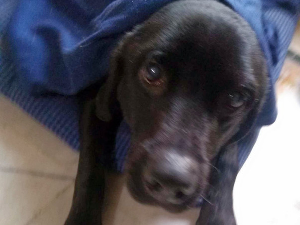 Help An Abused Lab: Max's Rehabilitation Program