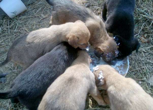 Stray & abandoned dog rescue in Dwarka & Gurgaon