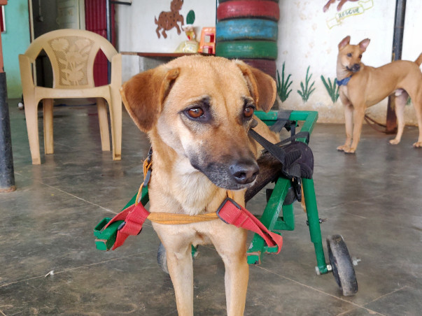 Help LFF save lives & make this world a better place for animals too