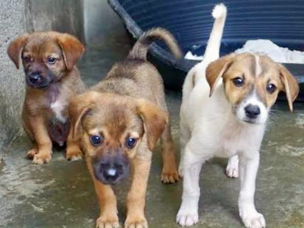 HELP TO BUILD SHELTER FOR STRAY ANIMALS AND SUPPORT THEIR TREATMENT