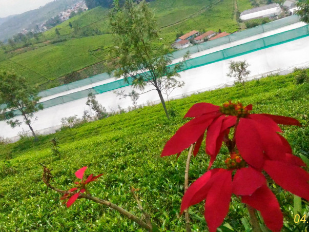 Toxicfree Agriculture