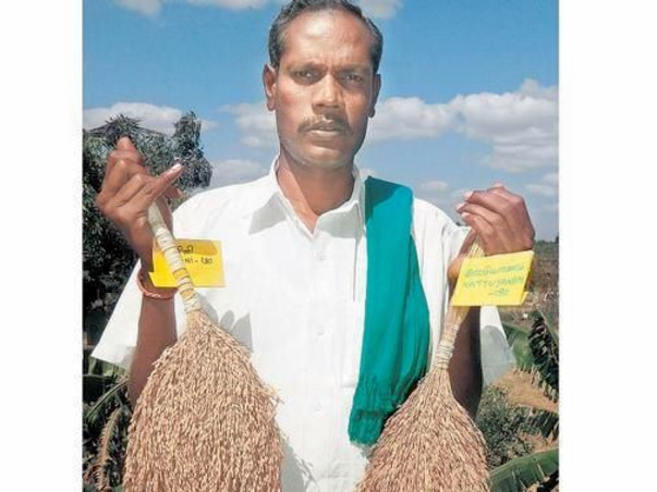 Savior of 150 paddy varieties in India faces battle against cancer