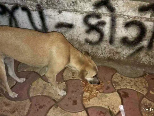 Join Us In Caring For Over 50 Strays In Ahmedabad