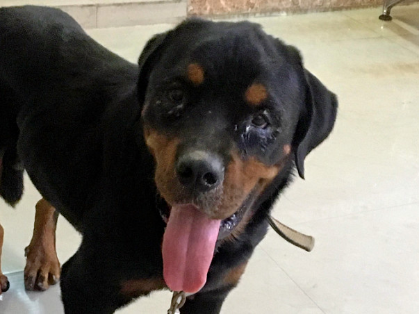 Help The Gorgeous Abandoned Rottweiler Found.