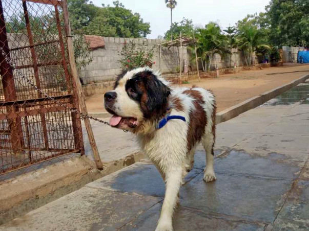 Help Himalaya Recover And Find His Family