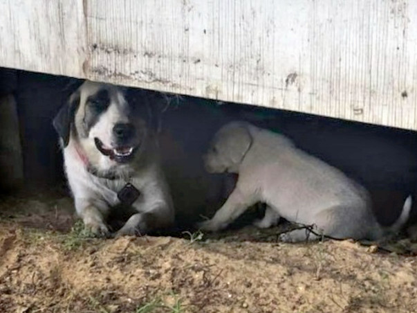 Help Rescue Abandoned Dogs In Delhi-NCR