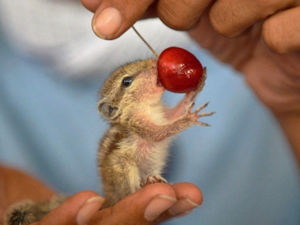 Save Nature , Save Animals