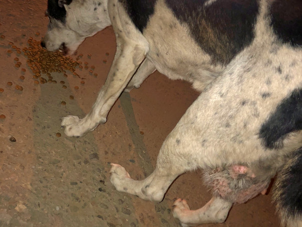 Help Provide Shelter To A Dog Suffering From Tumor