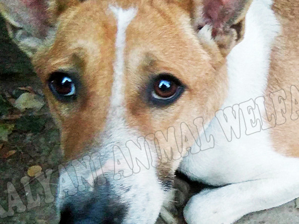 Madhusmita's fundraiser for Kalyani Animal Welfare Foundation (India)
