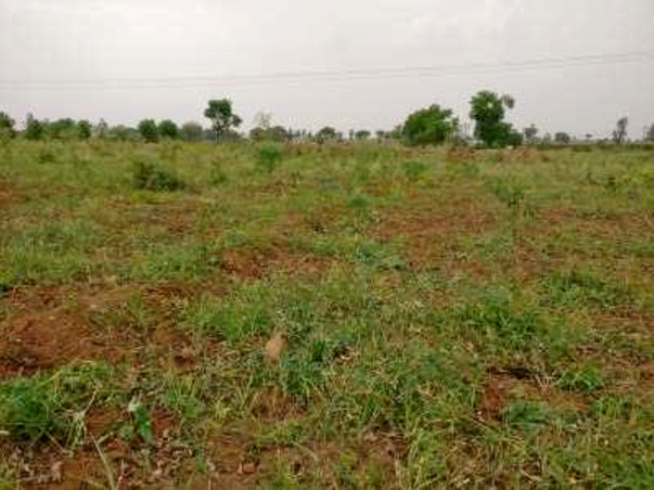 High Density Mango Plantation in Mahbubnagar, Telangana