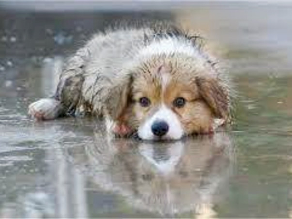 shelter the homeless dogs