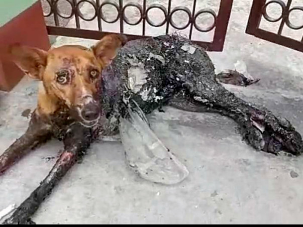 Help Us To Make First Multipurpose Animal Hospital In Siliguri