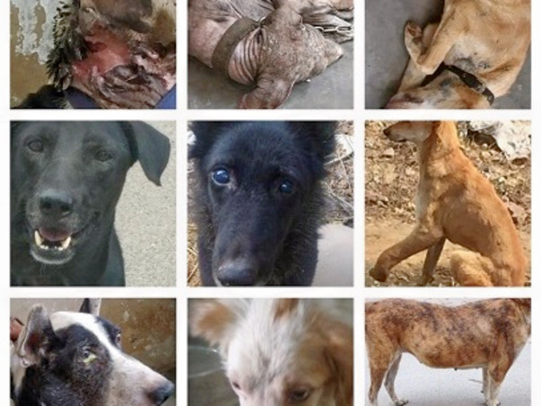 Help Voiceless survive
