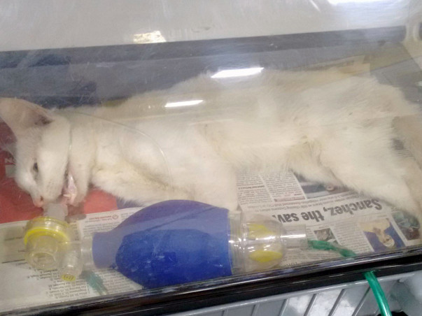 Help Support The Medical Treatment Of 5 Cats