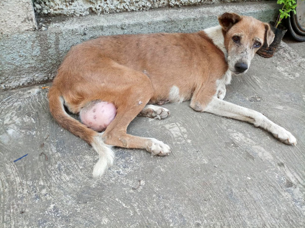 Help Lina For Breast Cancer Surgery